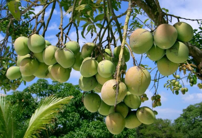 Mangos en el árbol en una finca de Andalucía