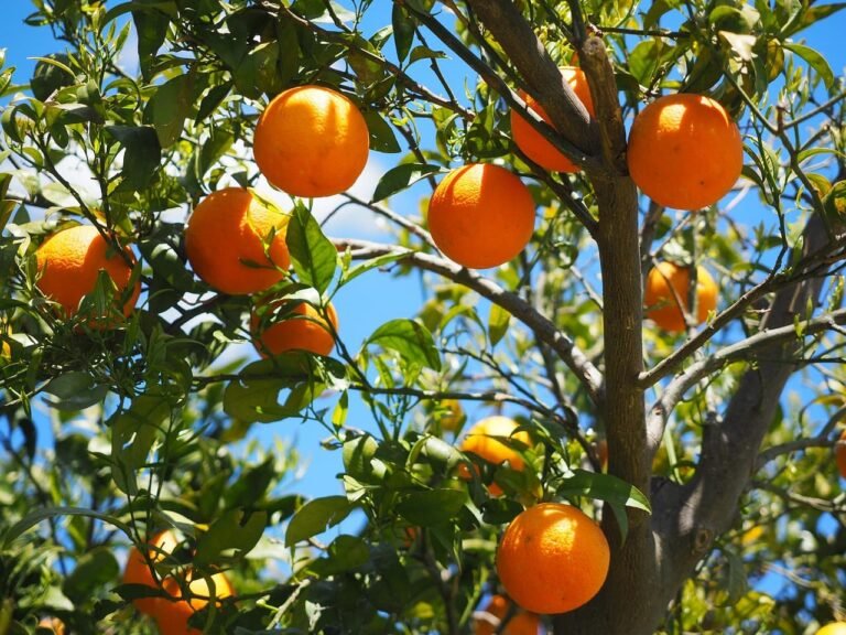 Naranjas ecológicas en el árbol en una finca de Andalucía