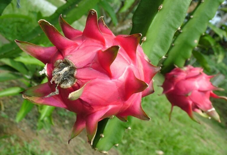 Pitaya ecológica en la planta en una finca de Andalucía