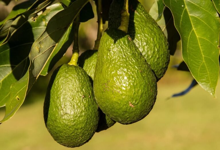 Bio-Avocados am Baum auf einer Farm in Andalusien